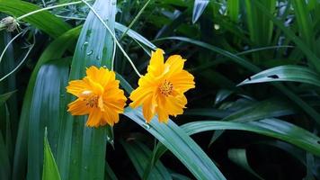 blur yellow color flower in the morning. nature background beautiful green leaves. drop of water after raining. photo