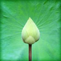 Lotus and lotus leaf photo