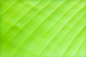 Green banana leaf background abstract photo