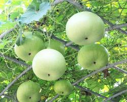 Green tunnel made from calabash plant photo