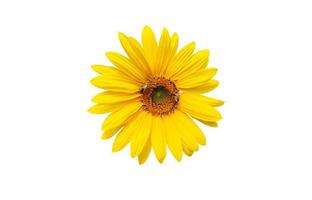 isolated pink cosmos flower and yellow sunflower with clipping paths. photo