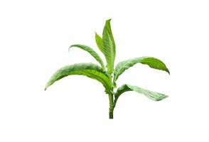 Isolated tobacco plant with clipping paths. photo