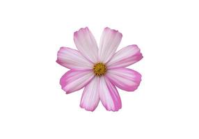 isolated pink cosmos flower and yellow sunflower with clipping paths. photo