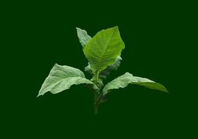 Isolated tobacco plant with clipping paths. photo