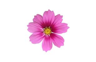 isolated pink cosmos flower and yellow sunflower with clipping paths. photo