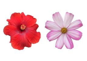 isolated pink cosmos flower and yellow sunflower with clipping paths. photo