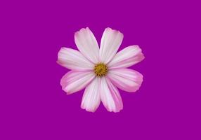 isolated pink cosmos flower and yellow sunflower with clipping paths. photo