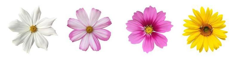 isolated pink cosmos flower and yellow sunflower with clipping paths. photo