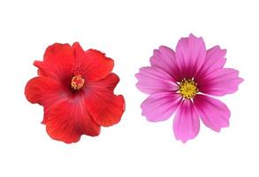 isolated pink cosmos flower and yellow sunflower with clipping paths. photo