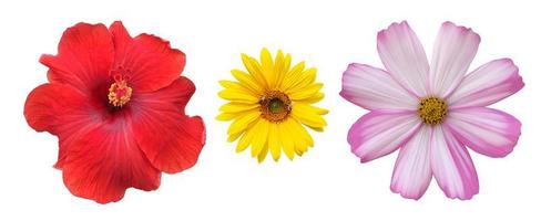 isolated pink cosmos flower and yellow sunflower with clipping paths. photo