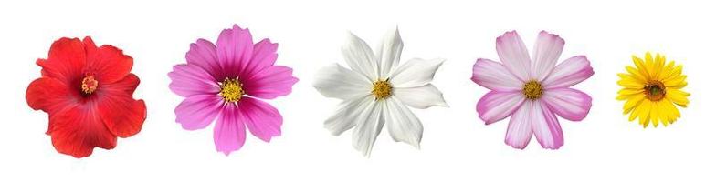 isolated pink cosmos flower and yellow sunflower with clipping paths. photo