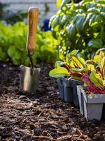 Trays of Beetroot Seedlings ready for Transplanting into a Home Vegetable Garden by use of a Trowel photo