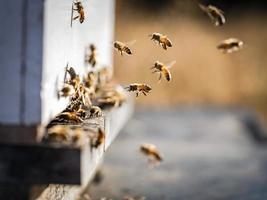 Múltiples vuelos de abejas entrando en su colonia de colmenas foto