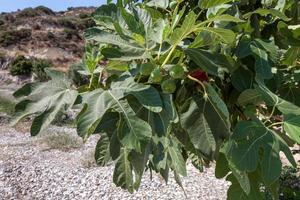 Fig tree growing near the beach in Cyprus photo