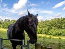 Dark horse in a field at Kingscote in West Sussex photo