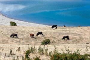Cattle grazing on the banks of Lake Hawea