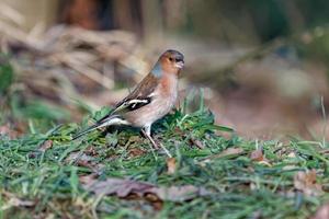 Close up of a Chaffinch photo