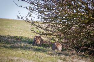 European Hares near Hope Gap in Sussex photo