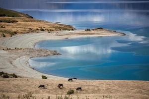 Cattle grazing on the banks of Lake Hawea photo