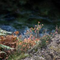 Bell Heather flowering in autumn by the Glaslyn River