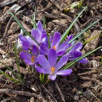 A cluster of Crocuses flowering in springtime photo