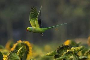 Red-breasted parakeet sitting on a branch in the forest photo