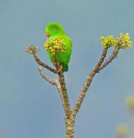 Red-breasted parakeet sitting on a branch in the forest photo