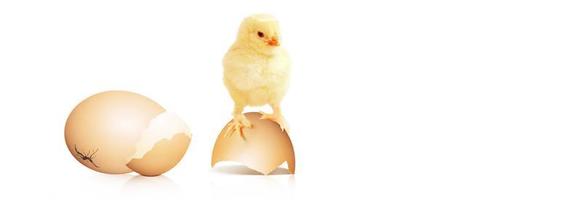 Little cute baby chick for easter. Yellow newborn baby chick.