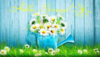 Colorful wild flower bouquet in a watering can. Concept of spring and gardening. photo