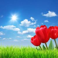 Beautiful tulips. Spring nature background for web banner and card design. photo