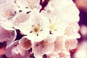 Beautiful nature view of spring flowering trees on blurred background. photo