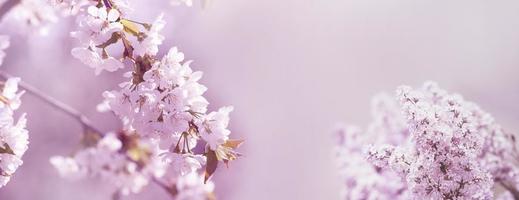 Beautiful nature view of spring flowering trees on blurred background. photo