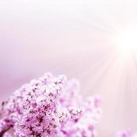 Beautiful branch of blossoming tree in spring. photo