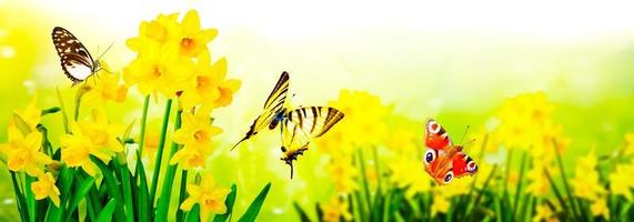 Yellow daffodils and butterflies in the garden photo