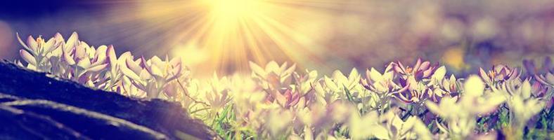 Blooming purple crocus flowers in a soft focus on a sunny spring day photo