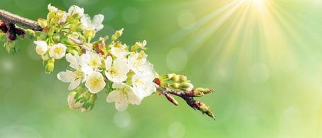 Beautiful nature view of spring flowering trees on blurred background. photo