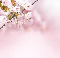 Beautiful nature view of spring flowering trees on blurred background. photo