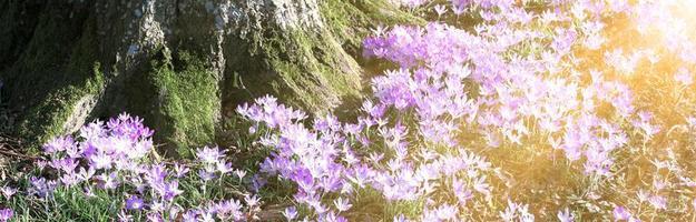 Blooming purple crocus flowers in a soft focus on a sunny spring day photo