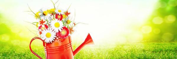 Colorful wild flower bouquet in a watering can. Concept of spring and gardening. photo
