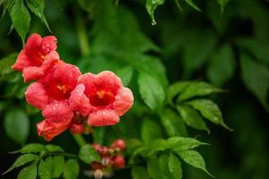 Beautiful red flowers of the trumpet vine or trumpet creeper Campsis radicans. Chinese Trumpet Creeper branches photo