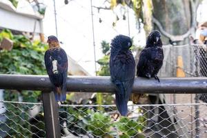 Closeup of parrots with black feather perched on metal railing in zoo photo