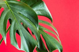 Green leaves of monstera deliciosa on colorful pink background. photo