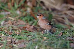 Close up of a Chaffinch photo