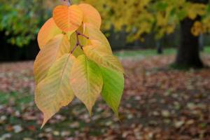 Autumnal colours  of a Cherry tree in East Grinstead photo