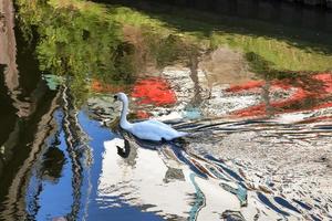 Mute Swan Swimming along the Old River Nene photo