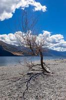 Dead tree on the banks of Lake Wanaka in New Zealand