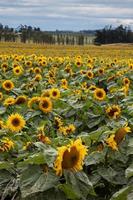 un campo lleno de girasoles en nueva zelanda foto