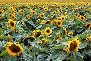 un campo lleno de girasoles en nueva zelanda foto