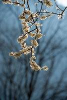 Flowering cherry tree photo