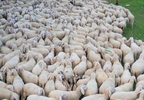 Bergamo Italy 2021 Sheep during the transhumance in the mountains photo